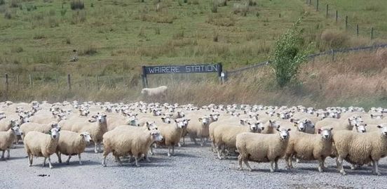 Wairere Central Districts Red Meat Farm Business of the Year 2022 Winners Annoucement Function