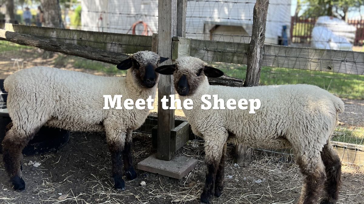 Little Farmer Fridays: Meet the Sheep