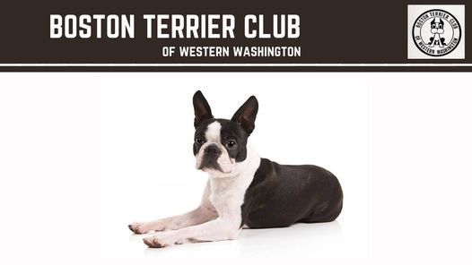 Boston Terrier Club Of Western Washington Supported Entry Enumclaw Expo Center 21 August 2021