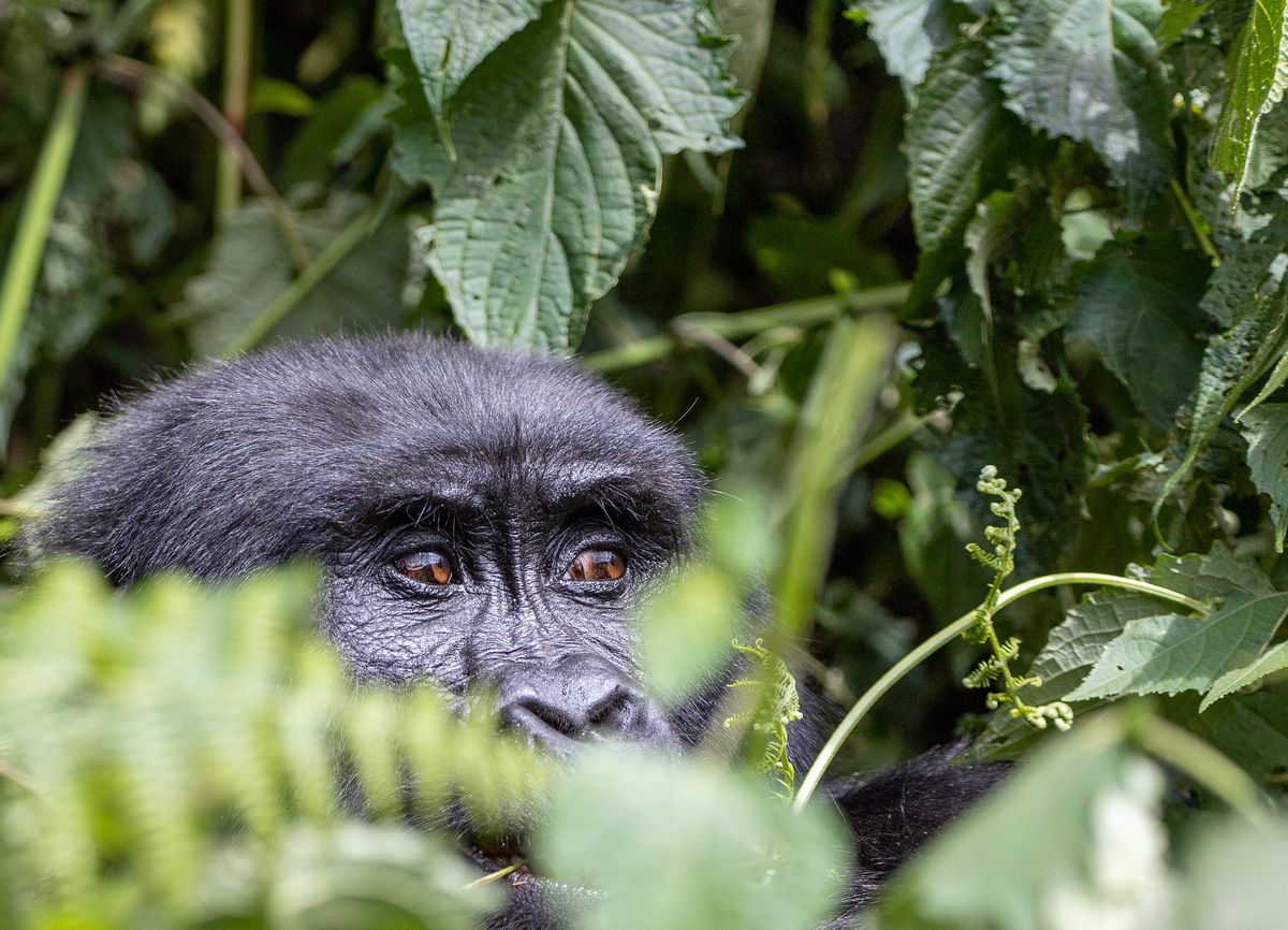 Gorilla trekking (Bwindi  impenetrable forest )