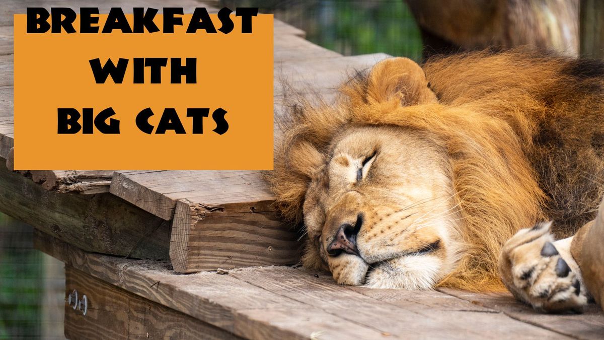 SOLD OUT: Breakfast with the Big Cats