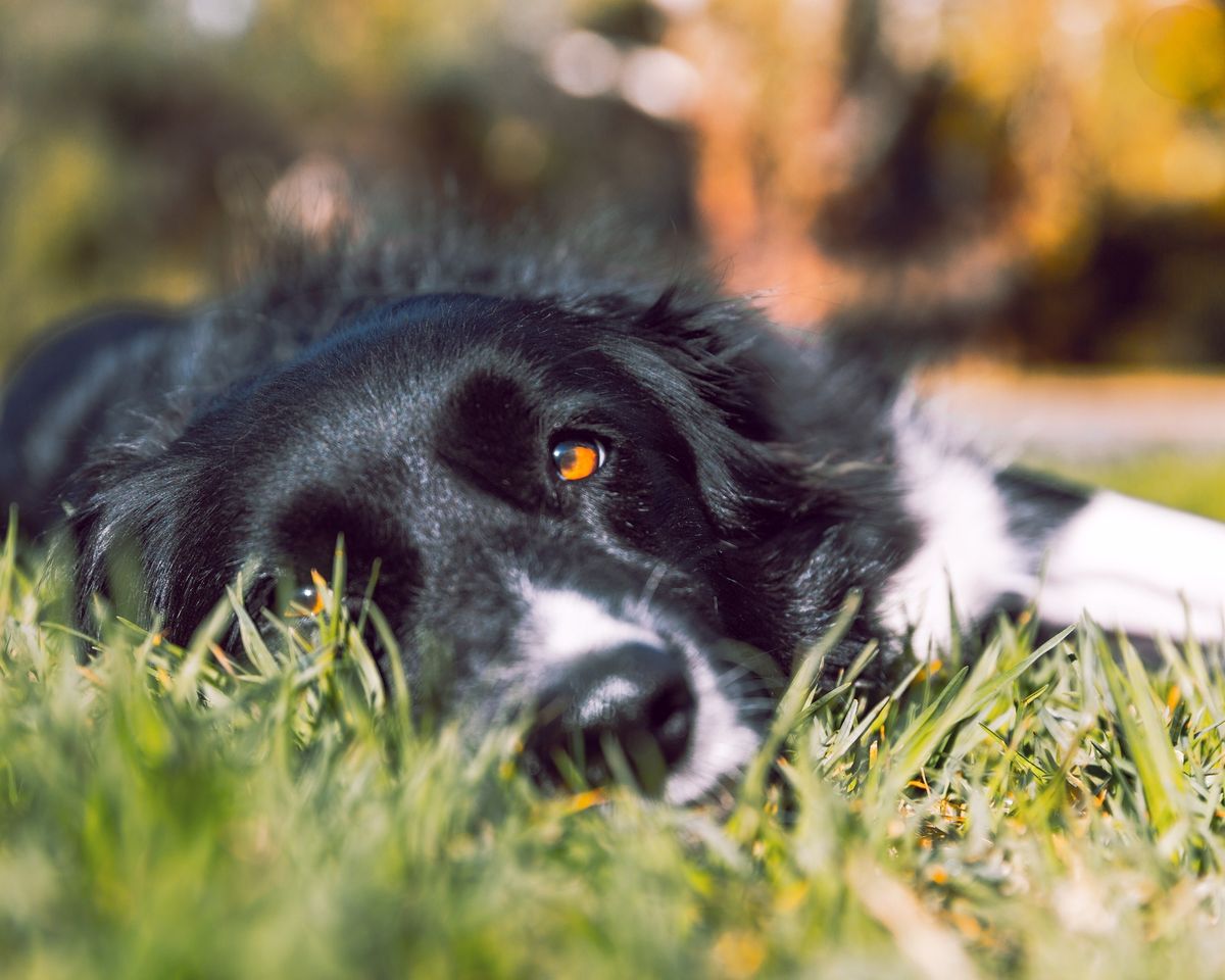 Exploring Canine Wellness: A Comprehensive Massage Workshop for Dog Owners