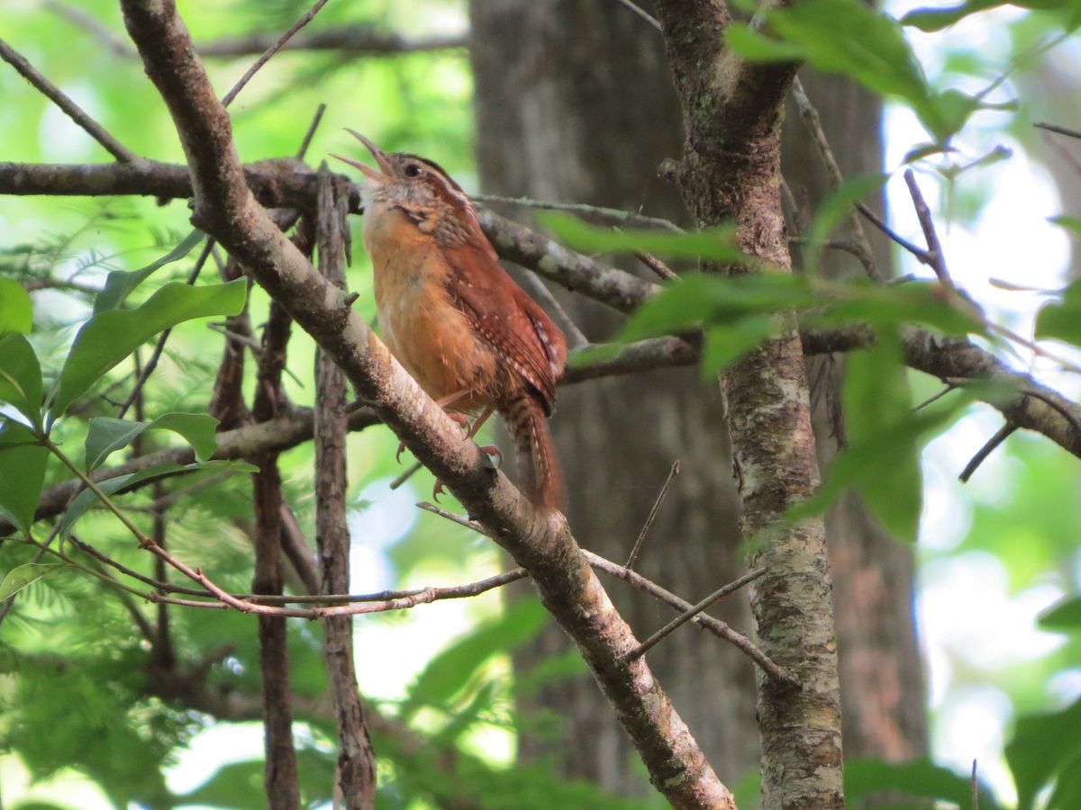 Birding Trip to Fort Cooper State Park