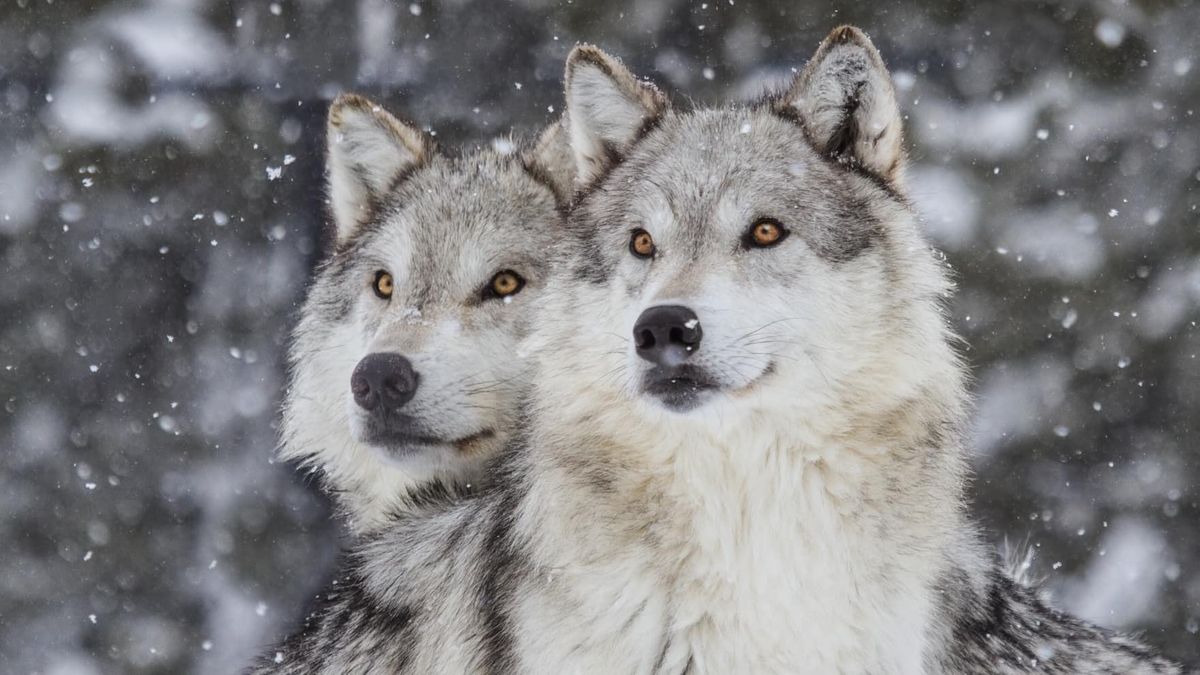 National Geographic Live - Wild Wolves of Yellowstone