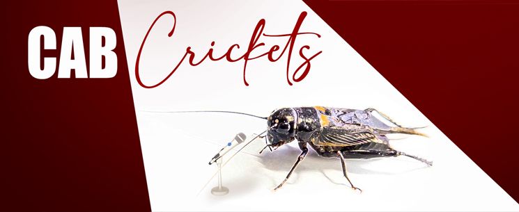 Storytelling Audition - CAB Crickets