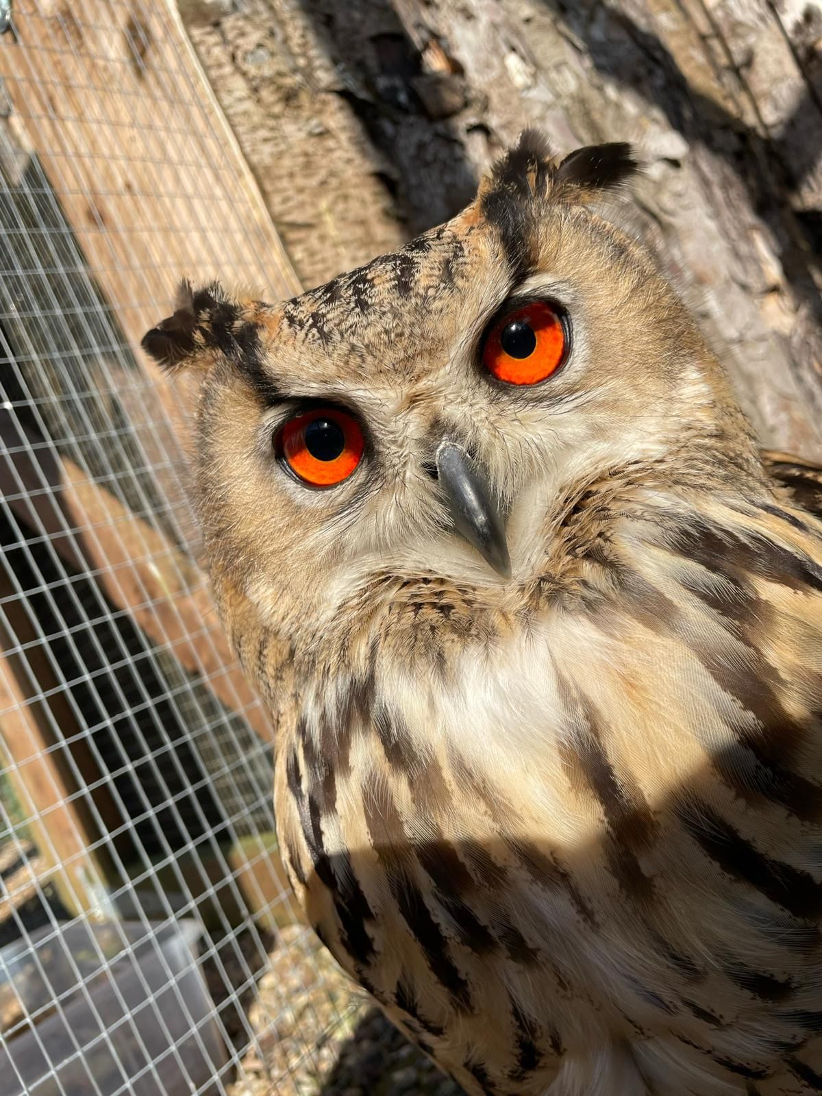 Owl Pellet Dissection Workshop