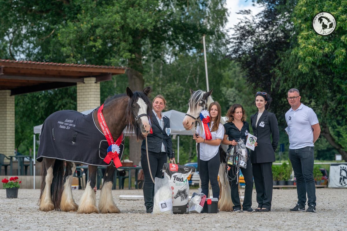 Irish Cob Show 2025 Hradi\u0161tko