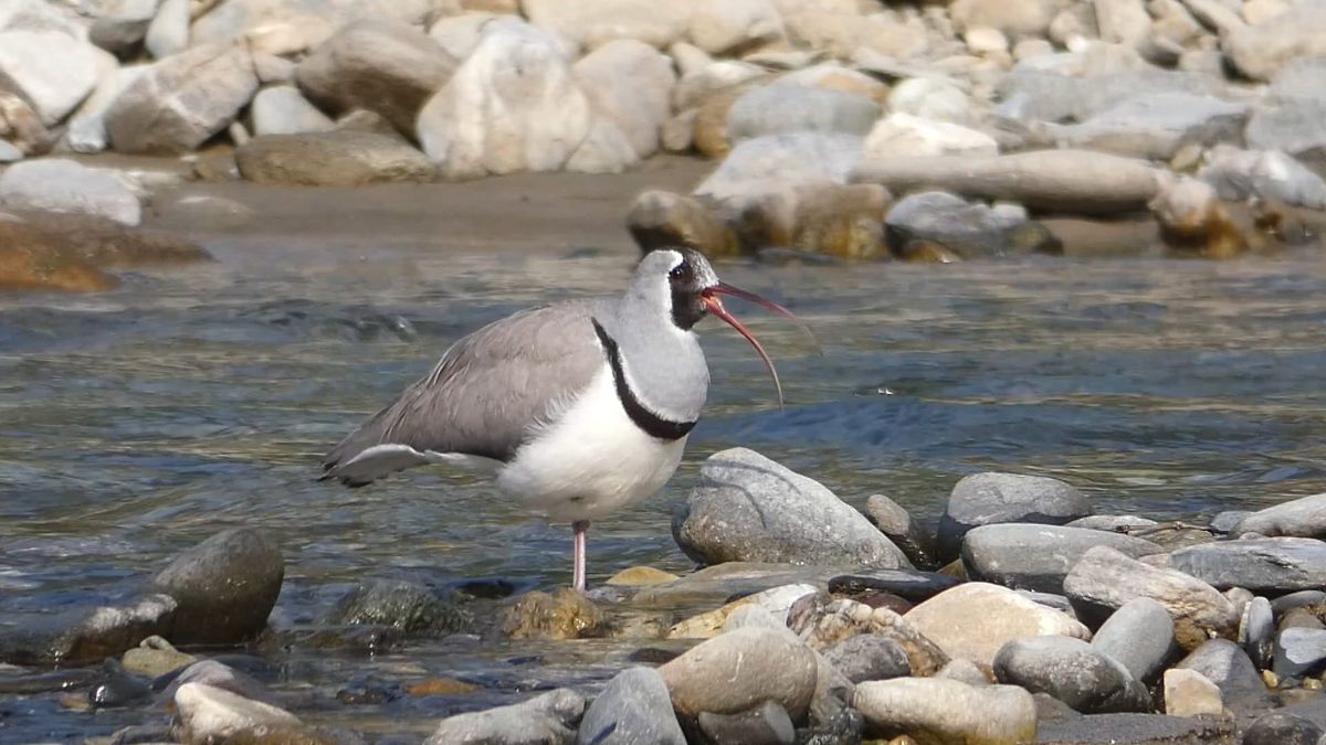 Ibisbill Sighting in Himalayan Rivers