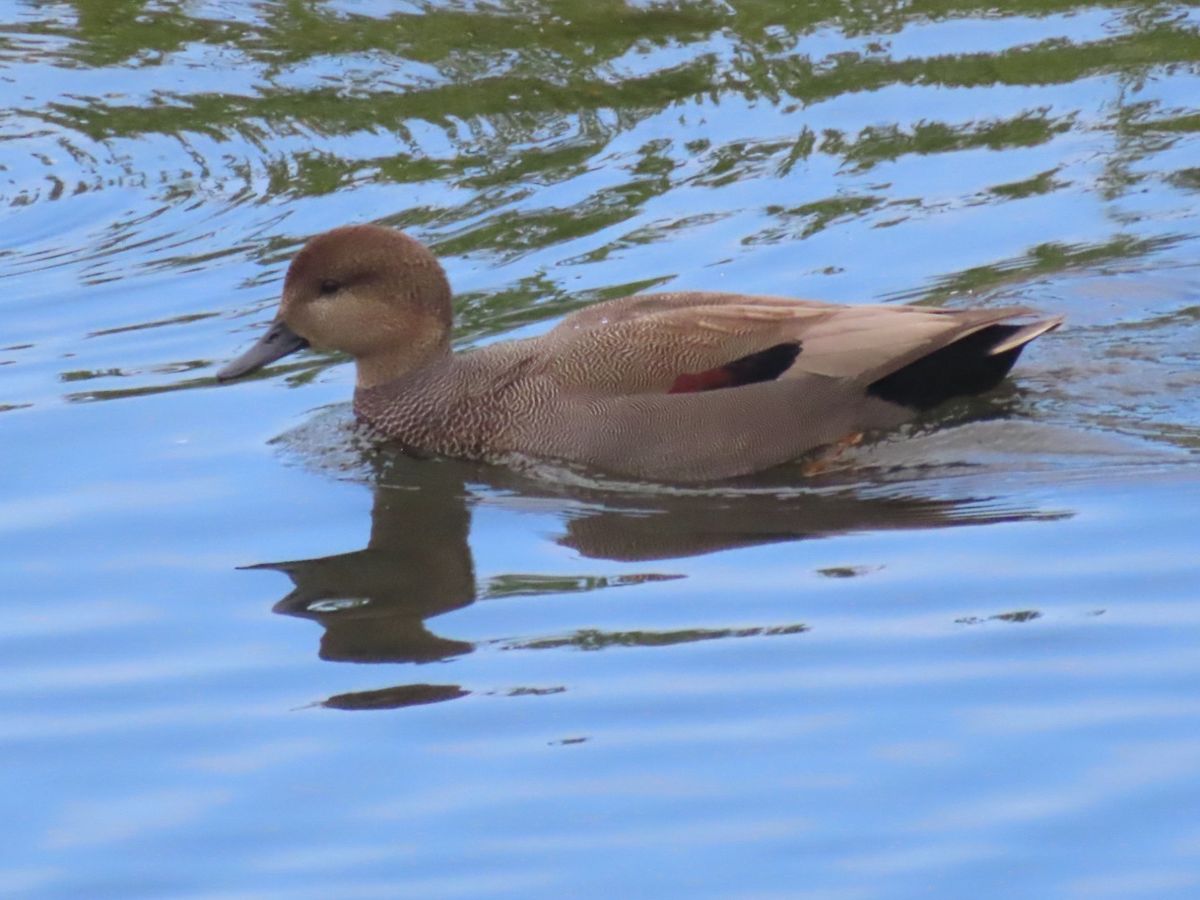 RSPB Walk: Osterley Park NT