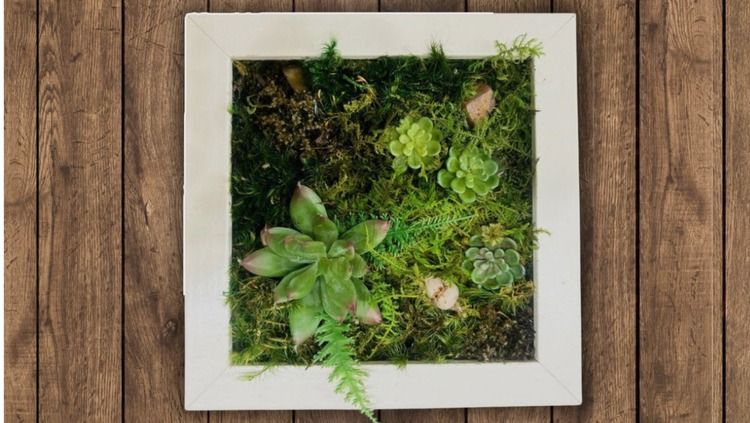 Create A Succulent Wall Decor Piece