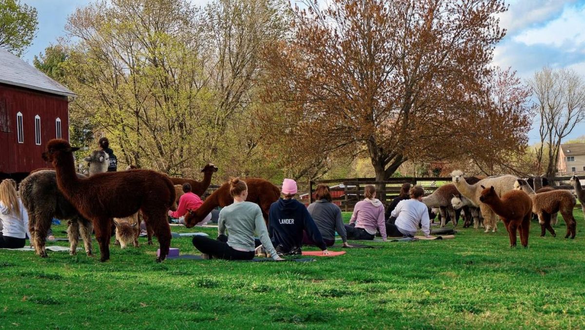 Alpaca Yoga @ Black Barn Alpacas