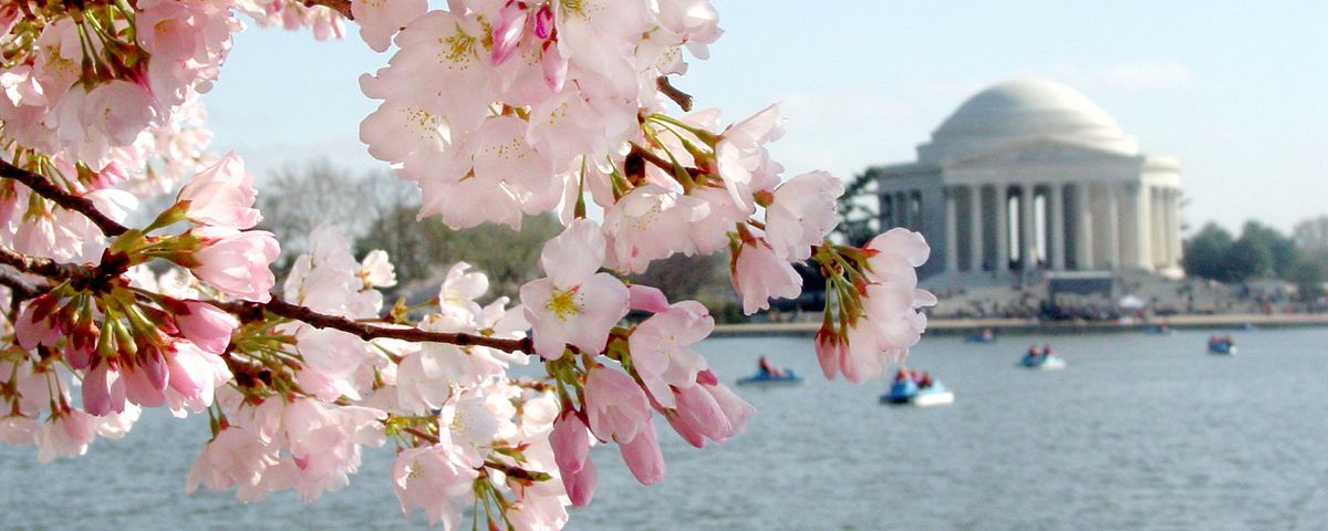 Washington Cherry Blossoms