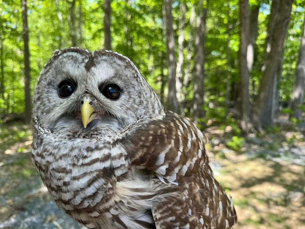 Museum ABCs: Vermont Raptors