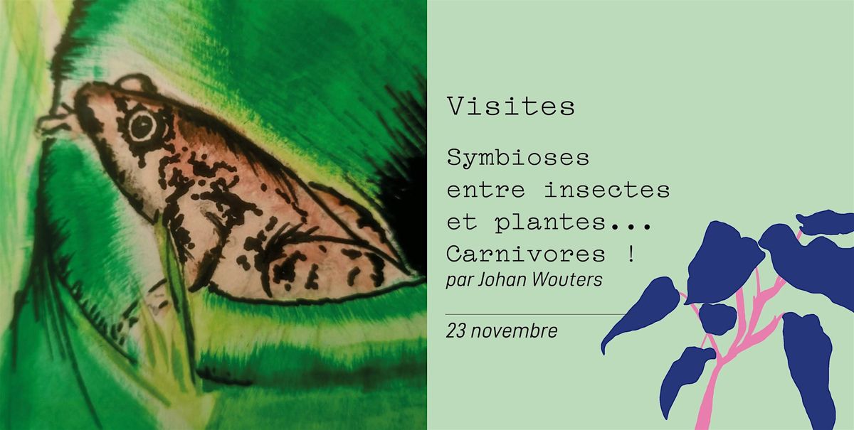 Symbioses entre insectes et plantes... Carnivores !