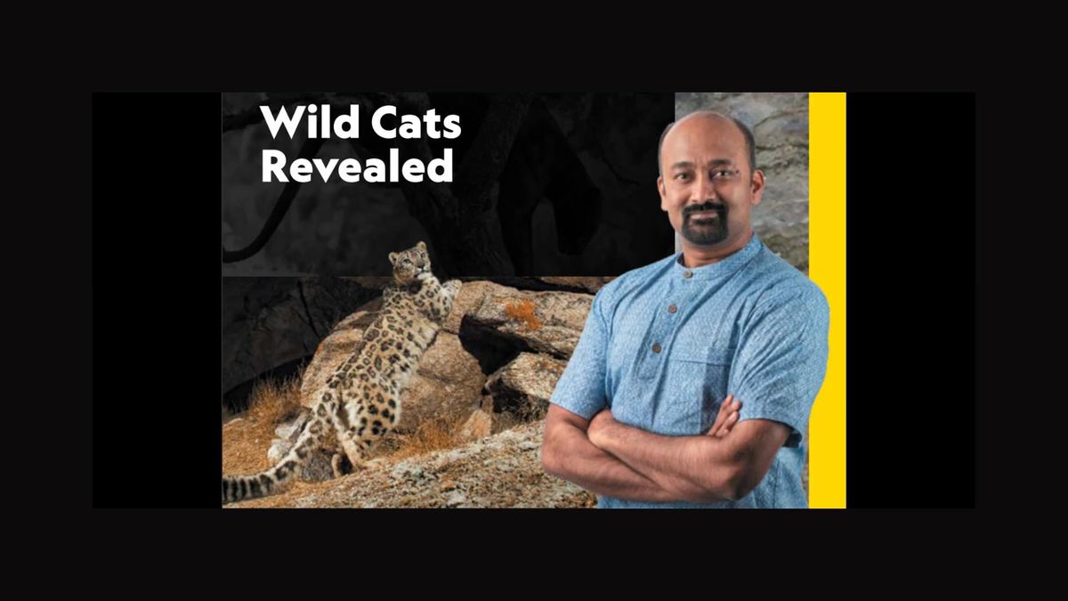 Nat Geo Live: Wild Cats Revealed