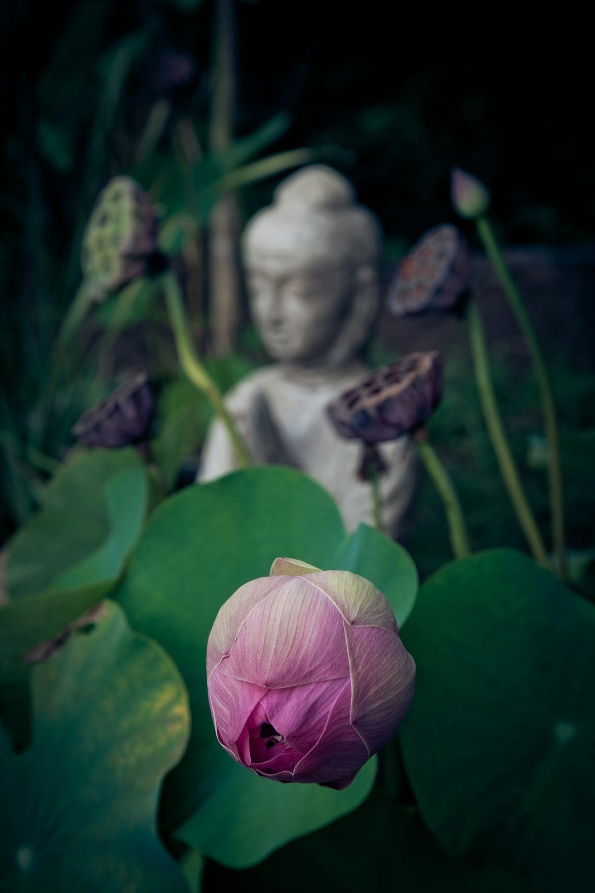 Nature Meditation (outdoors)