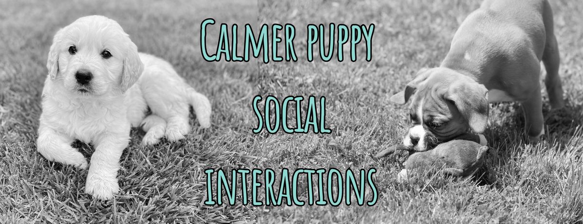 Puppy Socialisation - calmer puppy social interactions