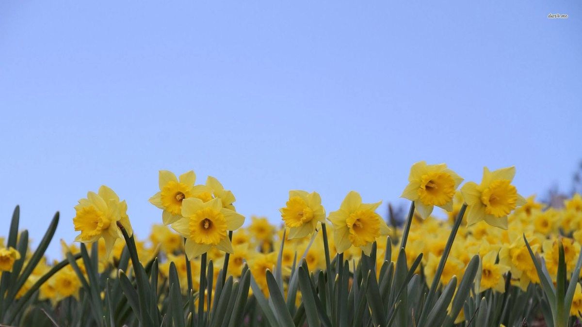 Ty Bryngwyn Hospice, Daffodil Fayre 