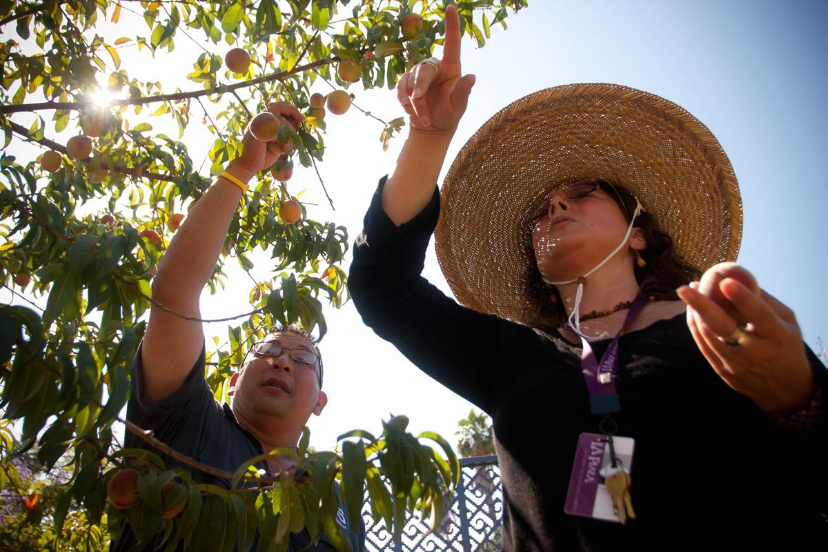 Garden Class: Sustainable Gardening with Pacoima Beautiful | Free