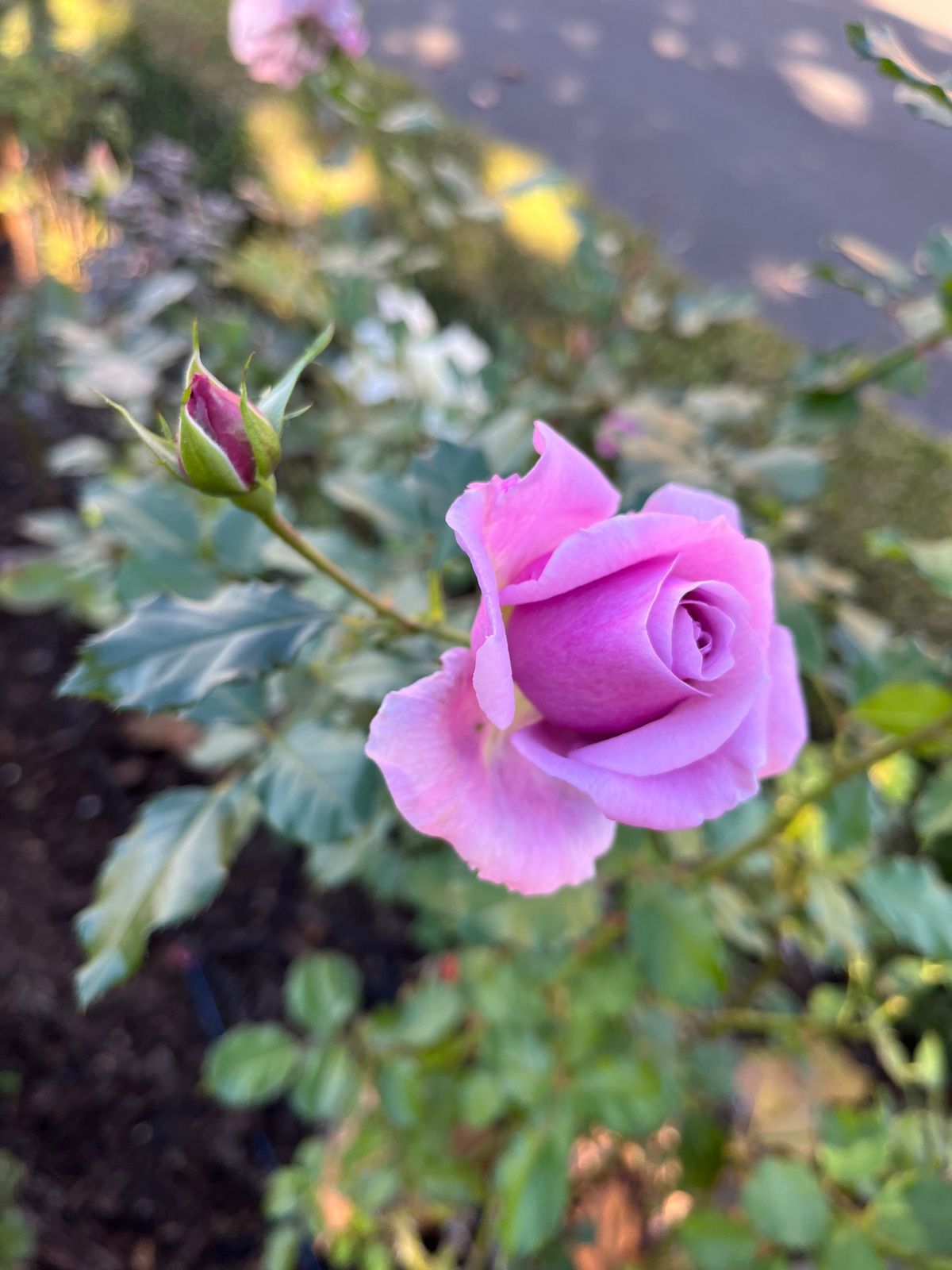 Winter Rose Care and Pruning - Sunnyvale