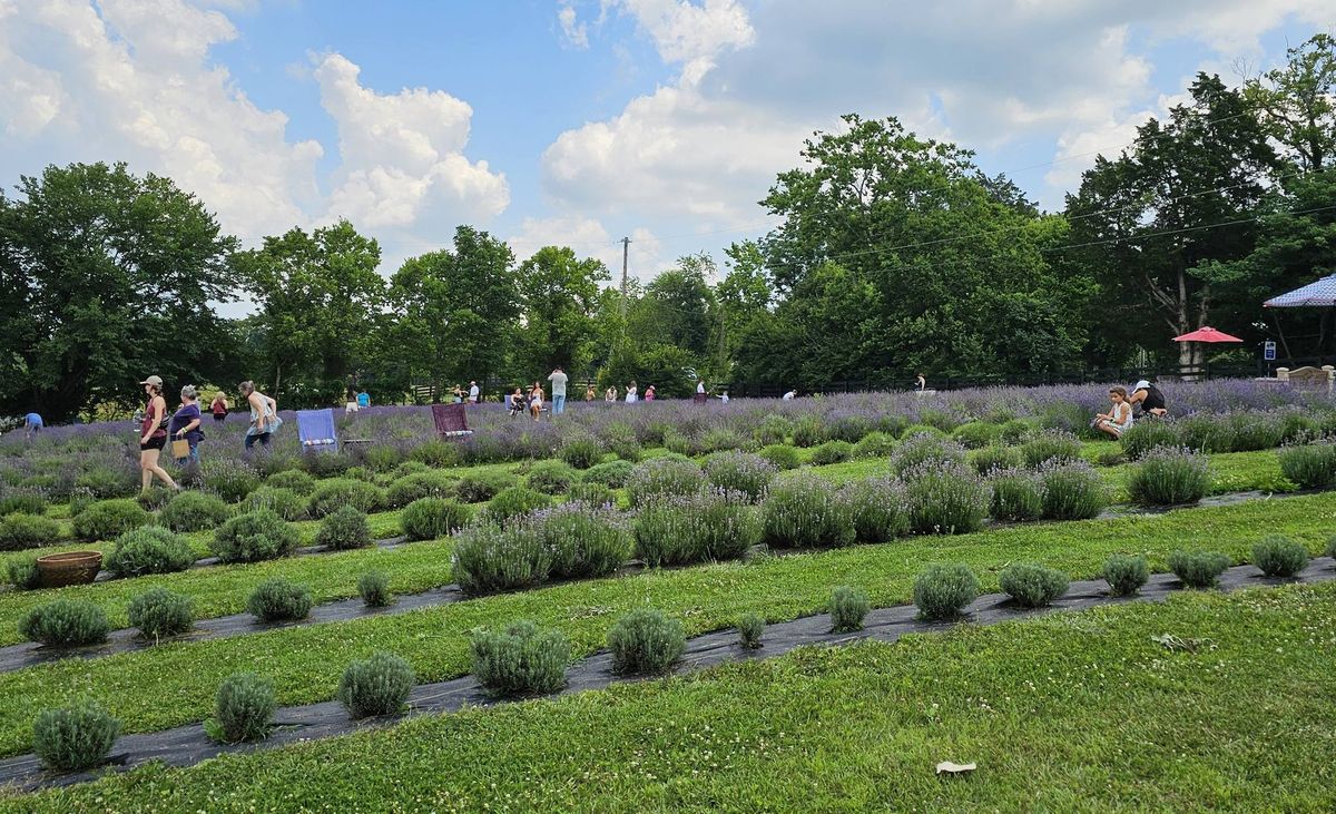 English Lavender Fall Festival Oct. 11, 2025