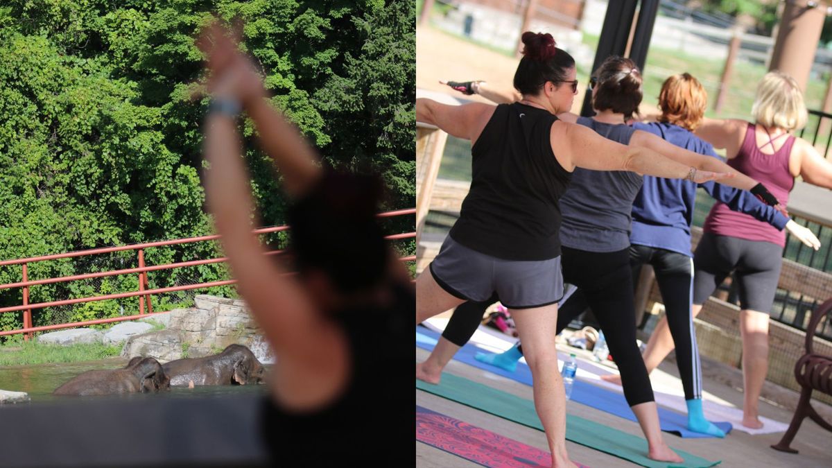 Yoga with the Elephants