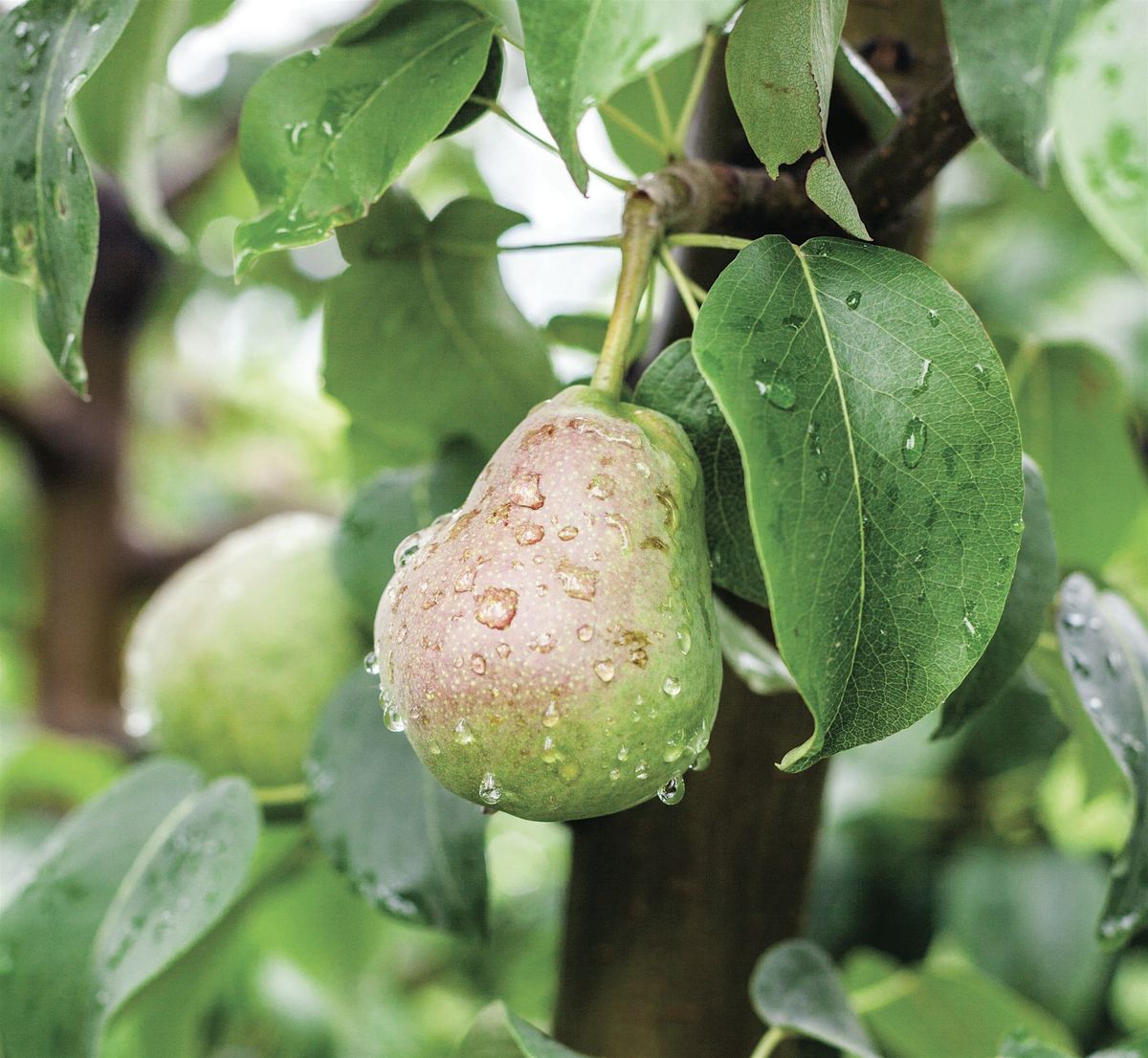 Growing Fruit: All the Essentials