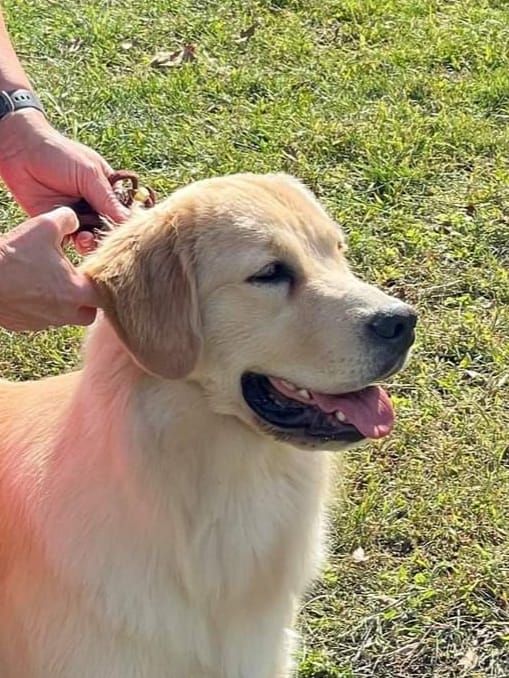 All breed OFA eye clinic, Pet Eye Care Center, 845 E Main Street