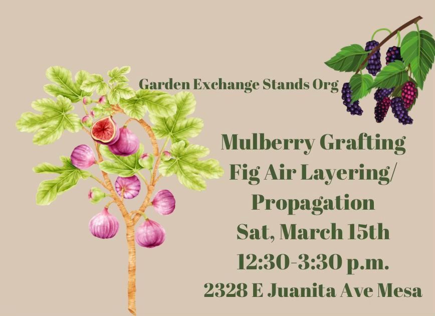 3rd Annual Mulberry Grafting\/Propagation\/Air Layering Educational Workshop