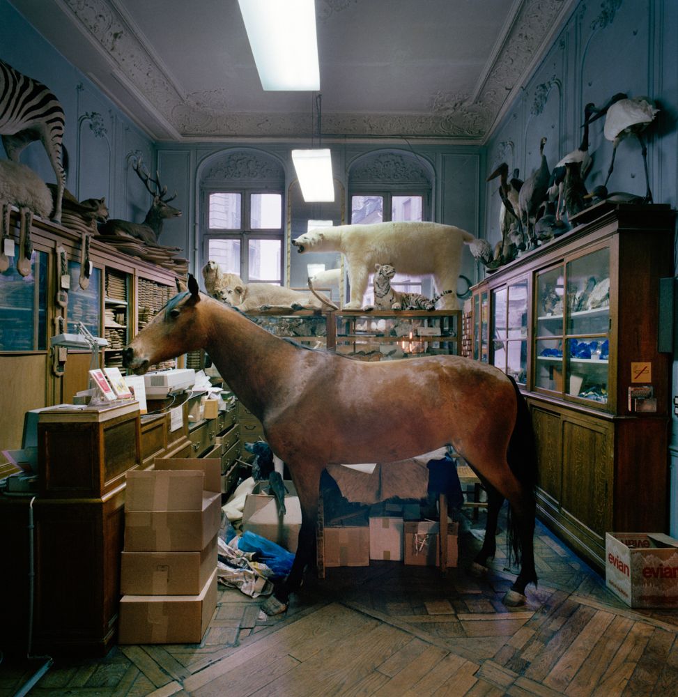 Wunderkammer: A Taxidermy Showcase and Competition