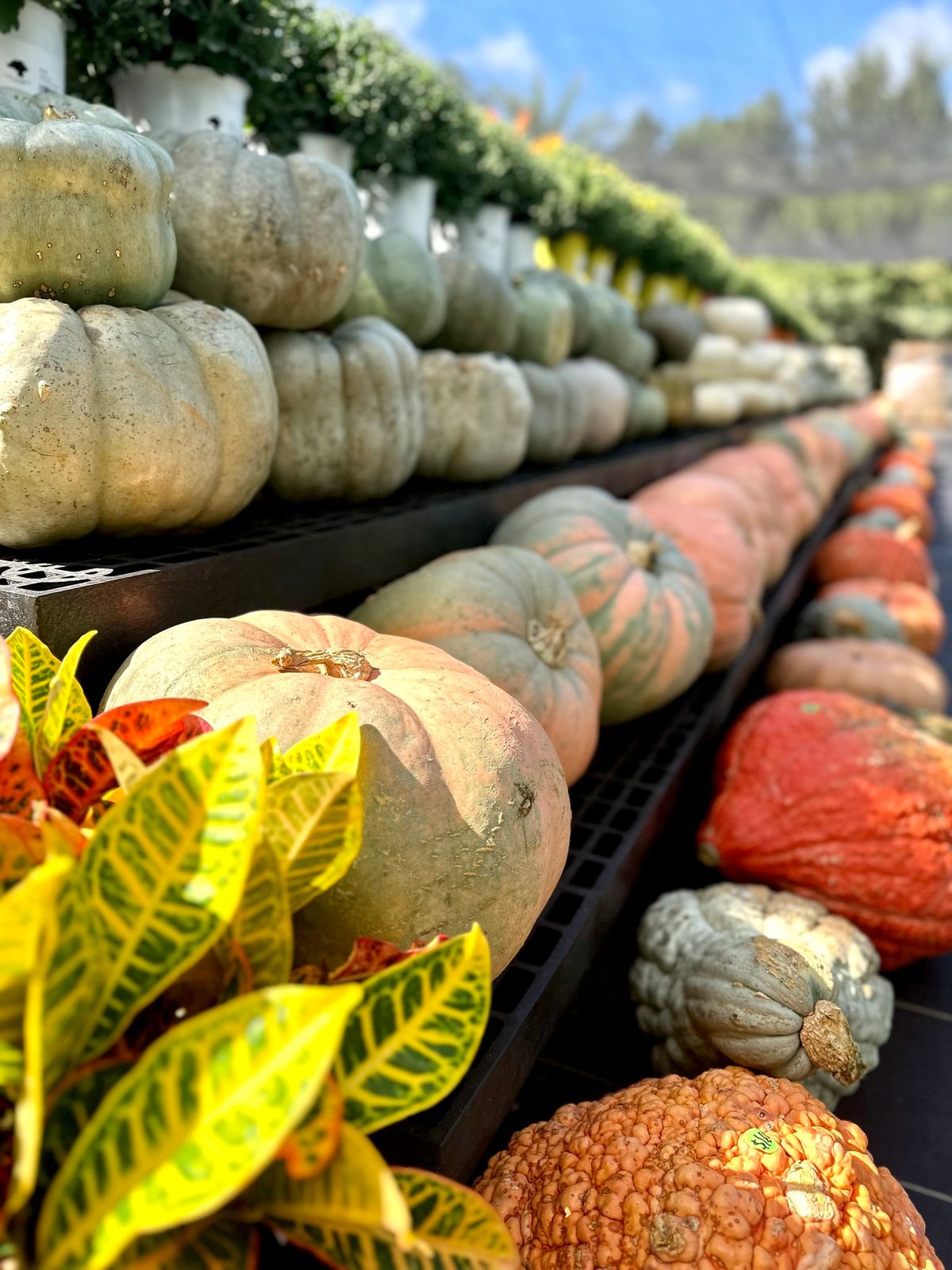 Harvest Celebration at The Garden at Peach Creek!