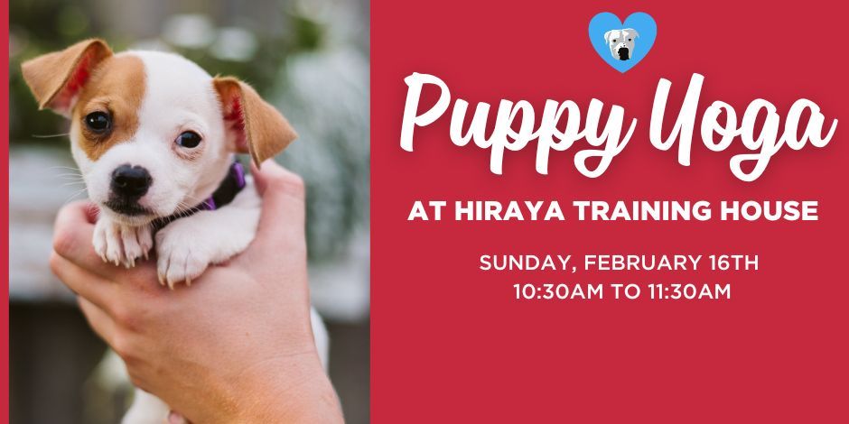 Puppy Yoga at Hiraya Training House