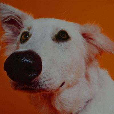 Veterinary Specialty Center