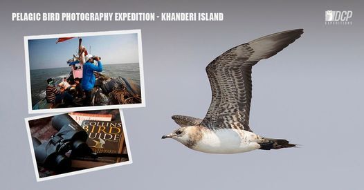 Pelagic Bird Photography Expedition - Khanderi Island, Western Coast, March 2022
