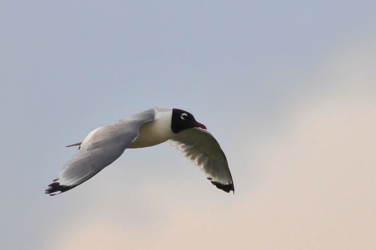 Birding Field Trip to Clinton and Perry Lakes