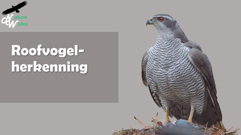 Cursus Roofvogelherkenning