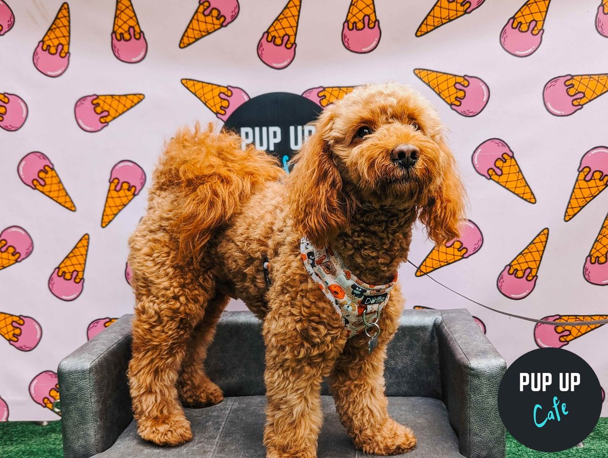 All Paws Pop Up Cafe - Bristol