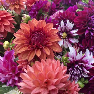 Jacqueline Maisonpierre