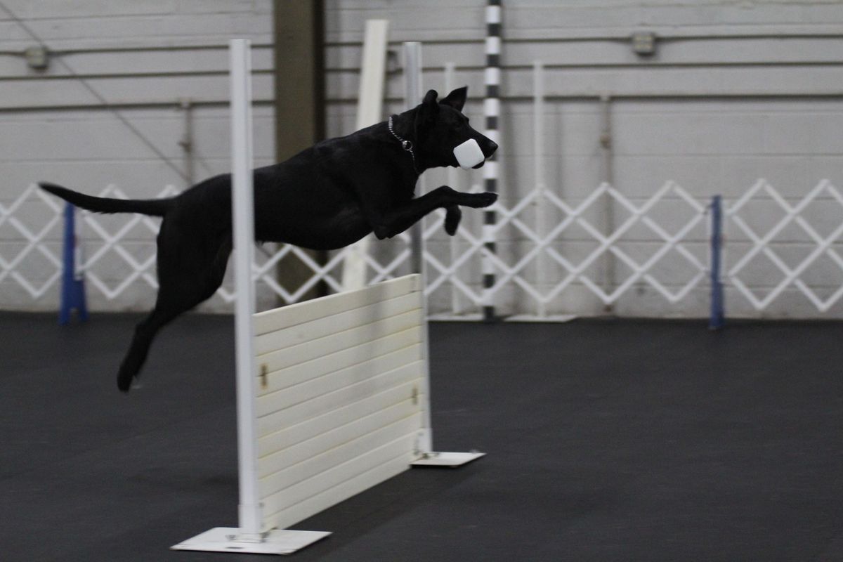 AKC January Obedience Trial