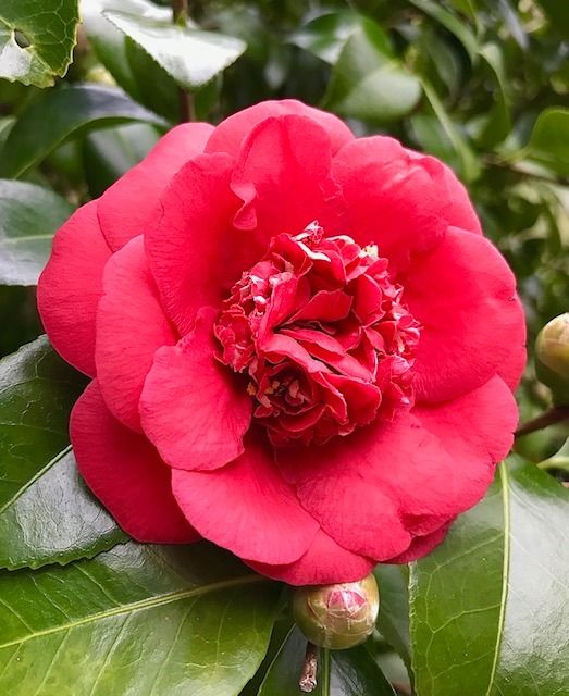 2nd Annual Camellia Flower Show