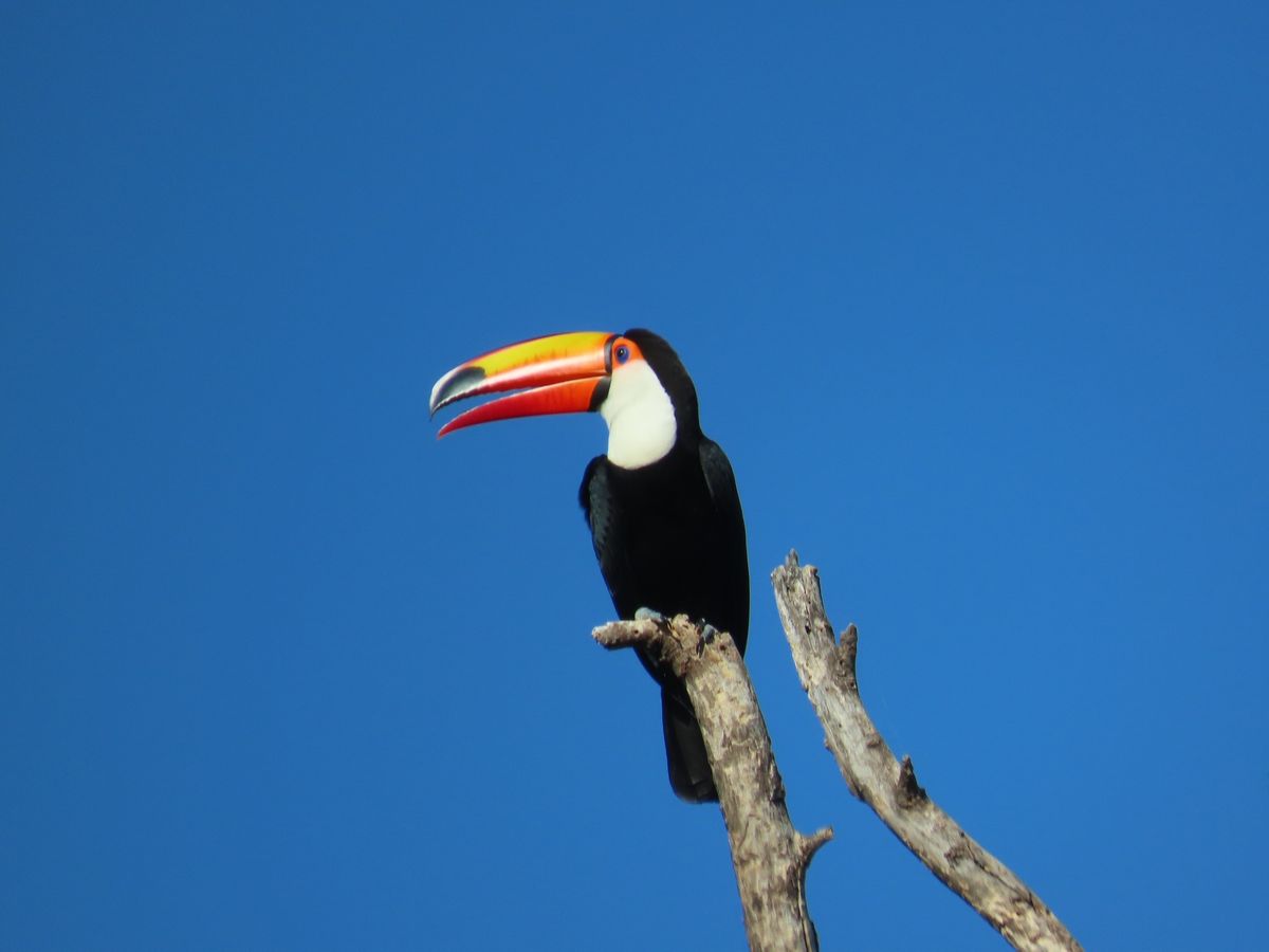 Birding in Brazil