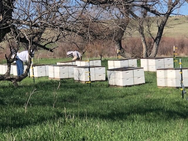 Brass Tacks Beginner Beekeeping Class Sessions A & B