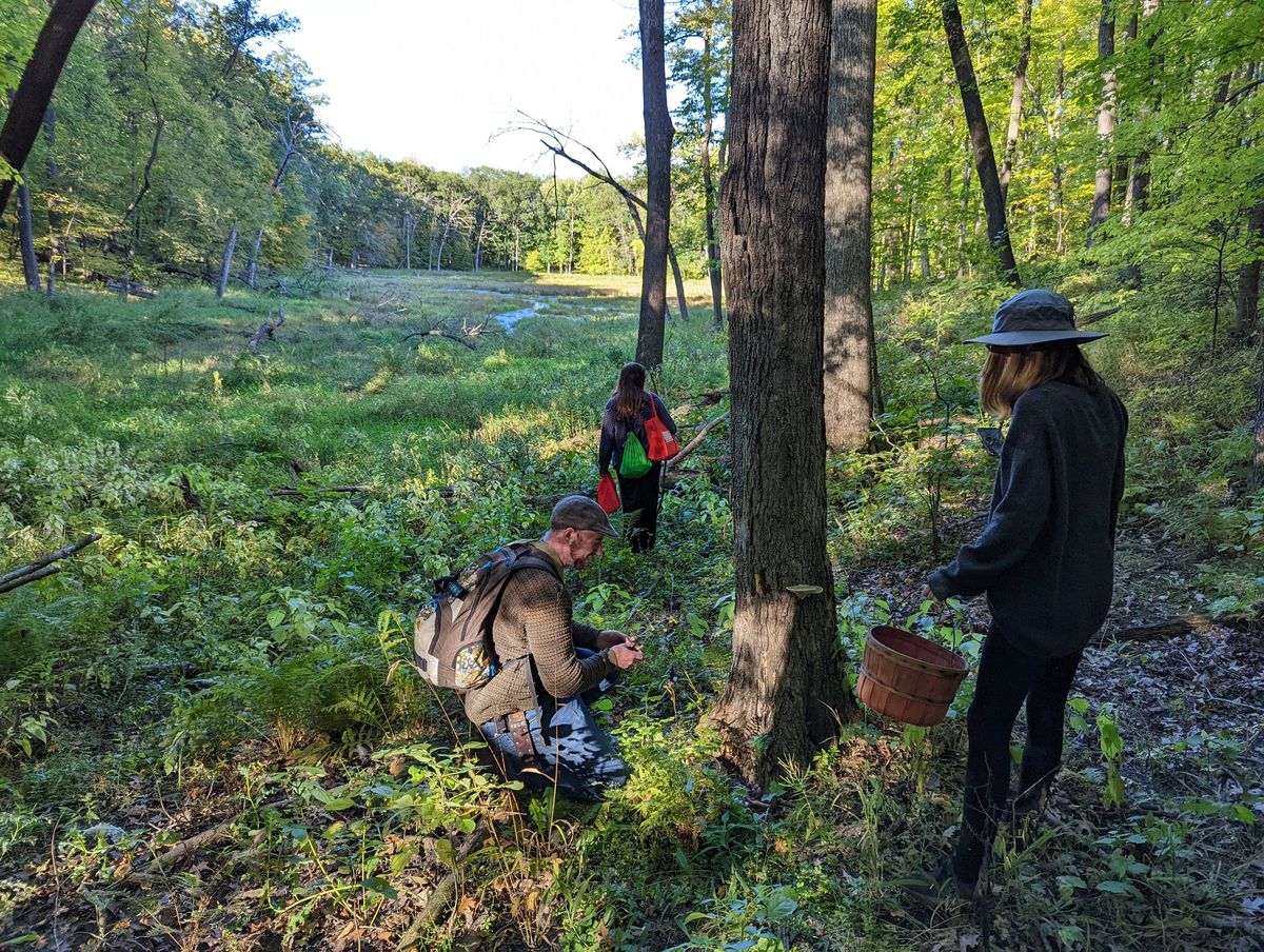 Fall Foraging Fun