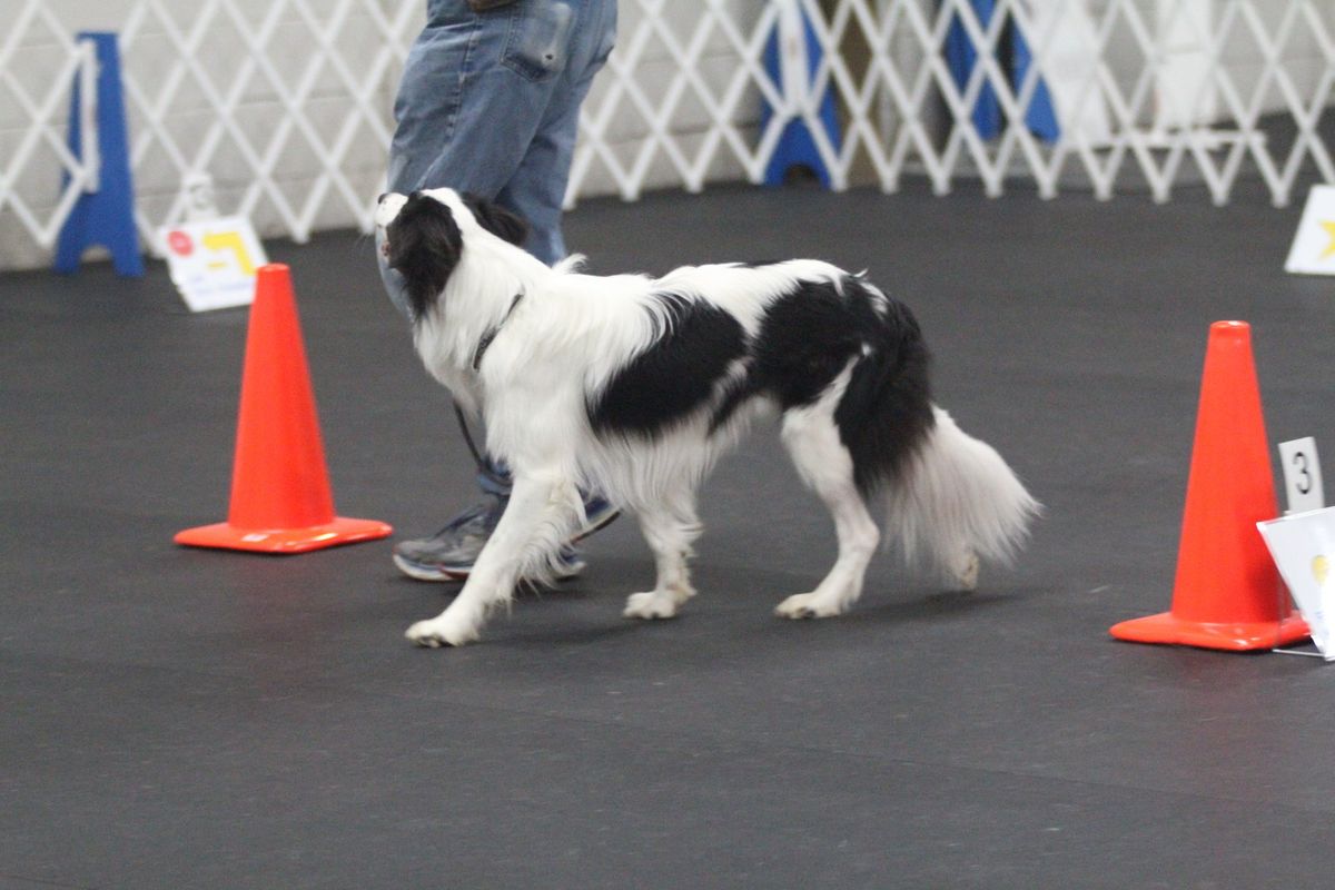 AKC February Rally Trial