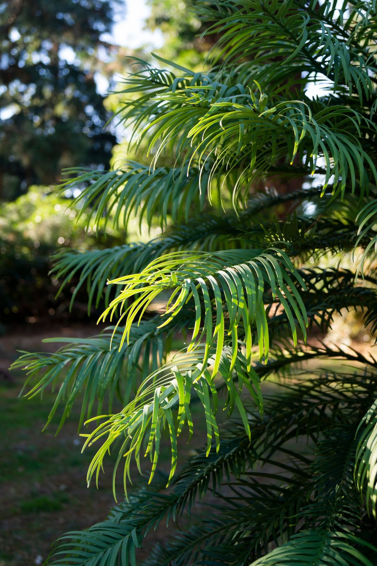 Conifer Tree Identification Course