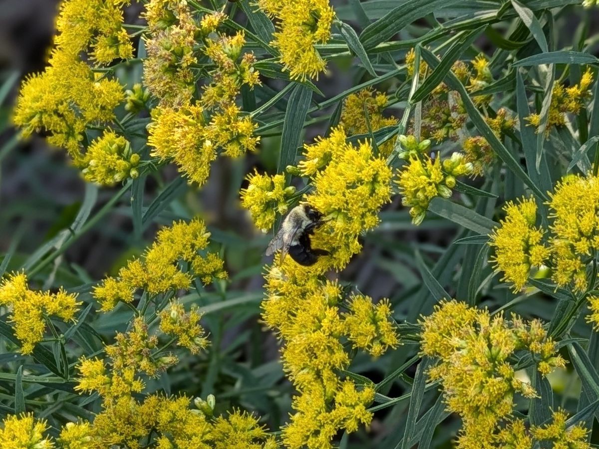 Farewell to Summer Pollinators