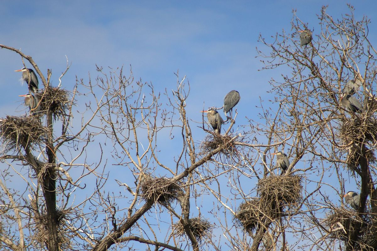 Welcome Back The Herons