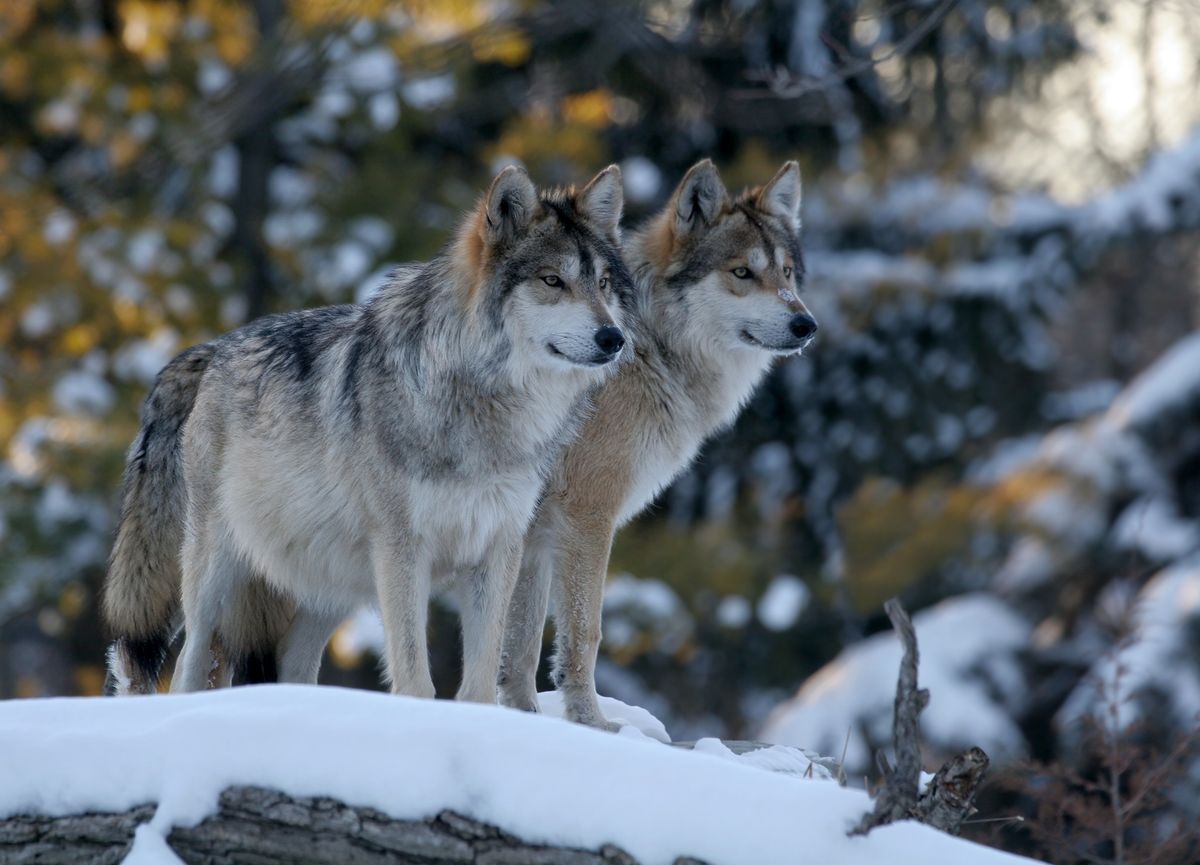 Wolves Shape Ecosystems, Right?