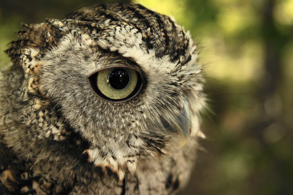 Owl Prowl (Adults and Ages 5+)