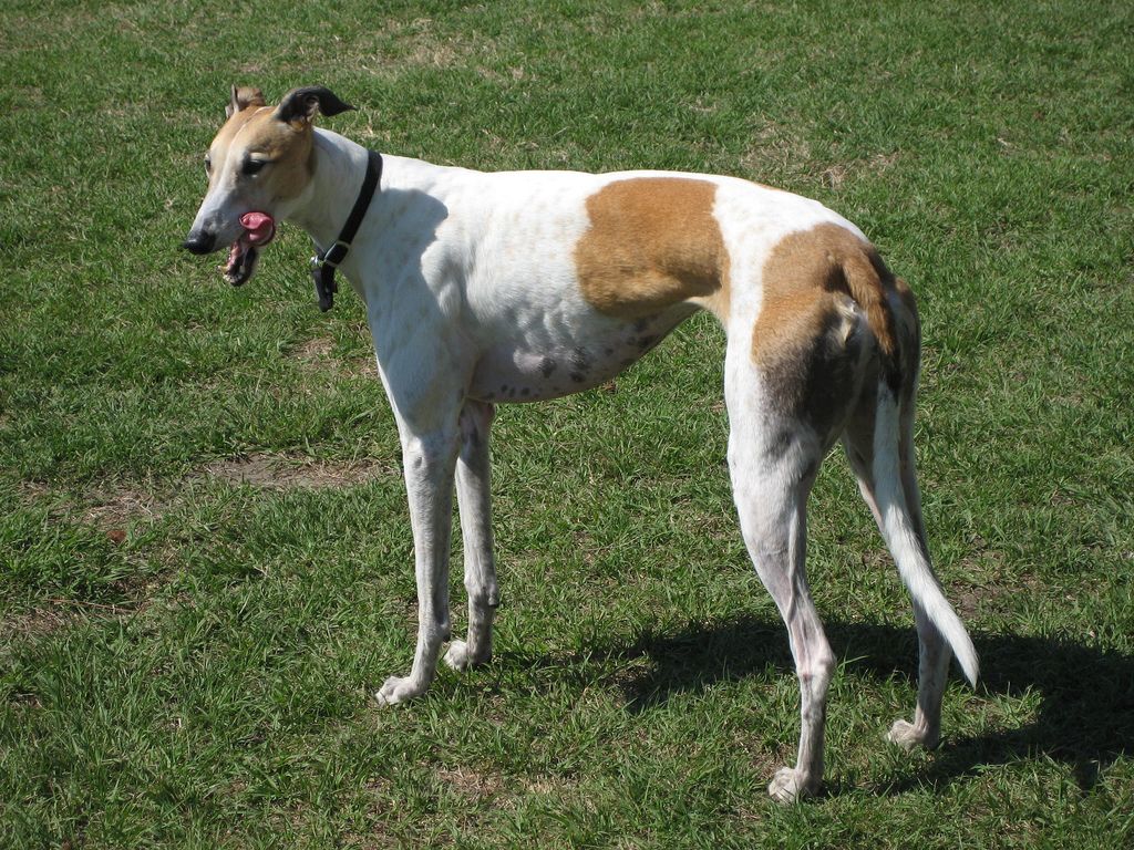 Greyhounds